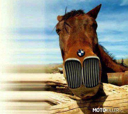 BMW Horse